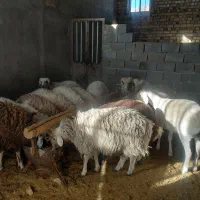۲۰تا بره ۴ماده ۱۶نر قیمت کیلو ۳۴۰ تکی فروش دارم|حیوانات مزرعه|نیمبلوک, |دیوار