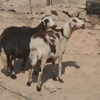 2 راس میش جوان خشک پلنگی و افشار