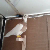 کبوتر،طوق زرد،خال سیاه|پرنده|شیراز, سعدیه شمالی|دیوار