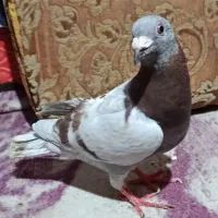 کبوتر خارجی پوس پیازی|پرنده|برازجان, |دیوار