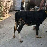 گوساله|حیوانات مزرعه|خان ببین, |دیوار