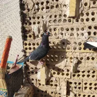 کبوتر کفتر|پرنده|مشهد, طبرسی شمالی|دیوار