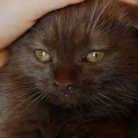 گربه گمشده|گربه|پرند, فاز ۶|دیوار