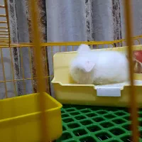 خرگوش لوپ|موش و خرگوش|خرمشهر, |دیوار