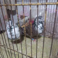 باسلام یک جفت نروماده طرونی به فروش میرسد|پرنده|خمینیشهر, |دیوار