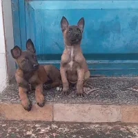 سگ نرشیواوا نردمادمالینیوز|سگ|دزفول, |دیوار