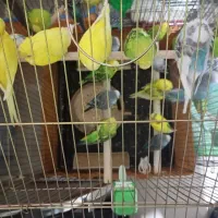 مرغ عشق صاف و کشیده سالم و سلامت