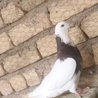 کبوتر طوقی ماده|پرنده|حبیب آباد, |دیوار