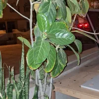 فروش انواع گل|گل و گیاه طبیعی|کیش, |دیوار