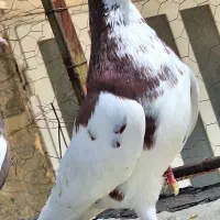 تعدادی نر و ماده پرنده خوب