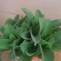 فروش نخل مرداب.کاکتوس.گل کاغذی.اشک تمساح|گل و گیاه طبیعی|کرمانشاه, |دیوار