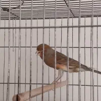 قناری معاوظه با کفتر