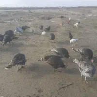 ۷عددبوقلمومحلی وسالم ۴عدداوردک محلی|حیوانات مزرعه|گنبد کاووس, |دیوار