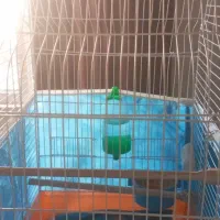 طوطی برزیلی|پرنده|مشکین‌دشت, |دیوار