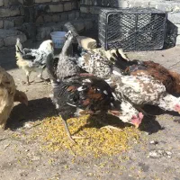 مرغ بومی گلین|حیوانات مزرعه|خمینی‌شهر, |دیوار