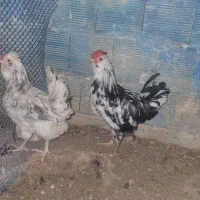 مرغ و خروس گلین ریشی چهلتاج|حیوانات مزرعه|کاکی, |دیوار