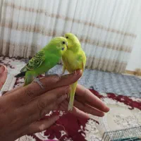 مرغ عشق سالم دستی نروماده|پرنده|محمدشهر, محمدشهر|دیوار