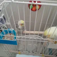 عروس هلندی نروماده|پرنده|بیرجند, |دیوار