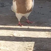 طوقی|پرنده|درگز, |دیوار