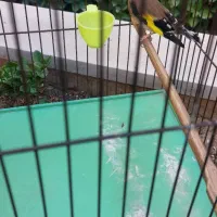 سهره ماده یک سال نیم قفس قیمت 1500000