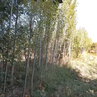 باغ فروشی