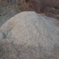 علف‌‌سبز‌جنگل‌|لوازم جانبی حیوانات|بهار, |دیوار