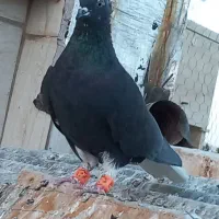 دم سفید چپ|پرنده|تربتحیدریه, طالقانی|دیوار