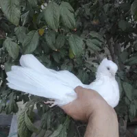 کبوتر