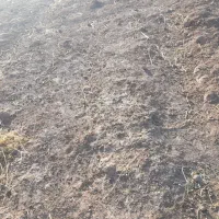 زمین برای استفاده دامداری و یا درختکاری