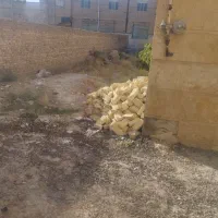گاوخانه زمین ۷۲ متری