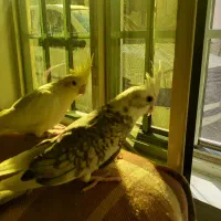 دوتا جوجه دوماهه|پرنده|قم, نخودی|دیوار