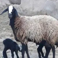 میش گوسفند چاق