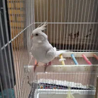 عروس های کاملا دستی|پرنده|قم, بکایی|دیوار