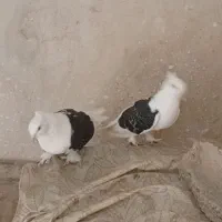 کبوتر خوب|پرنده|خورموج, |دیوار