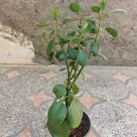 گل طبیعی خانگی|گل و گیاه طبیعی|الوند, |دیوار