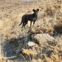 توله ۷ ماهه سرابی|سگ|بازرگان, |دیوار