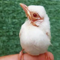 قناری سهره اهوازی نر و ماده|پرنده|قم, کلهری|دیوار