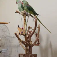 جفت شاه طوطی مولد رام