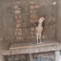 یک عدد نیمچه خروس گلین سالم سرحال