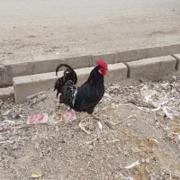 یک خروس سیاه خالص با یدونه مرغ|پرنده|امیدیه, |دیوار