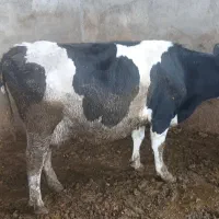 گاو آبستن سنگین