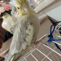 عروس هلندی بالغ