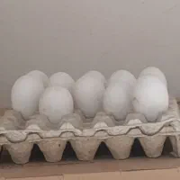 تخم غاز نطفه دارو اردک اسرائیلی|حیوانات مزرعه|سیمین شهر, |دیوار