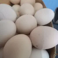 تخم مرغ محلی