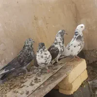 کفتر پرشی|پرنده|مهدی شهر, |دیوار