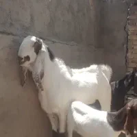 نر بز پاکستانی تخمی