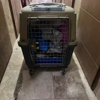 باکس سگ نژاد بزرگ