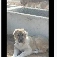 به متن توجه کن