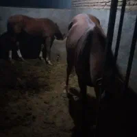 اسب ترکمن|اسب و تجهیزات اسب‌سواری|سبزوار, شرق کال میانی|دیوار