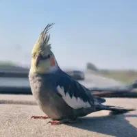 عروس هلندی گمشده|پرنده|فرح آباد, |دیوار